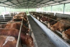 保障办法会对我国牛肉进出口商业发生如 保障办法会对我国牛肉进出口商业发生如